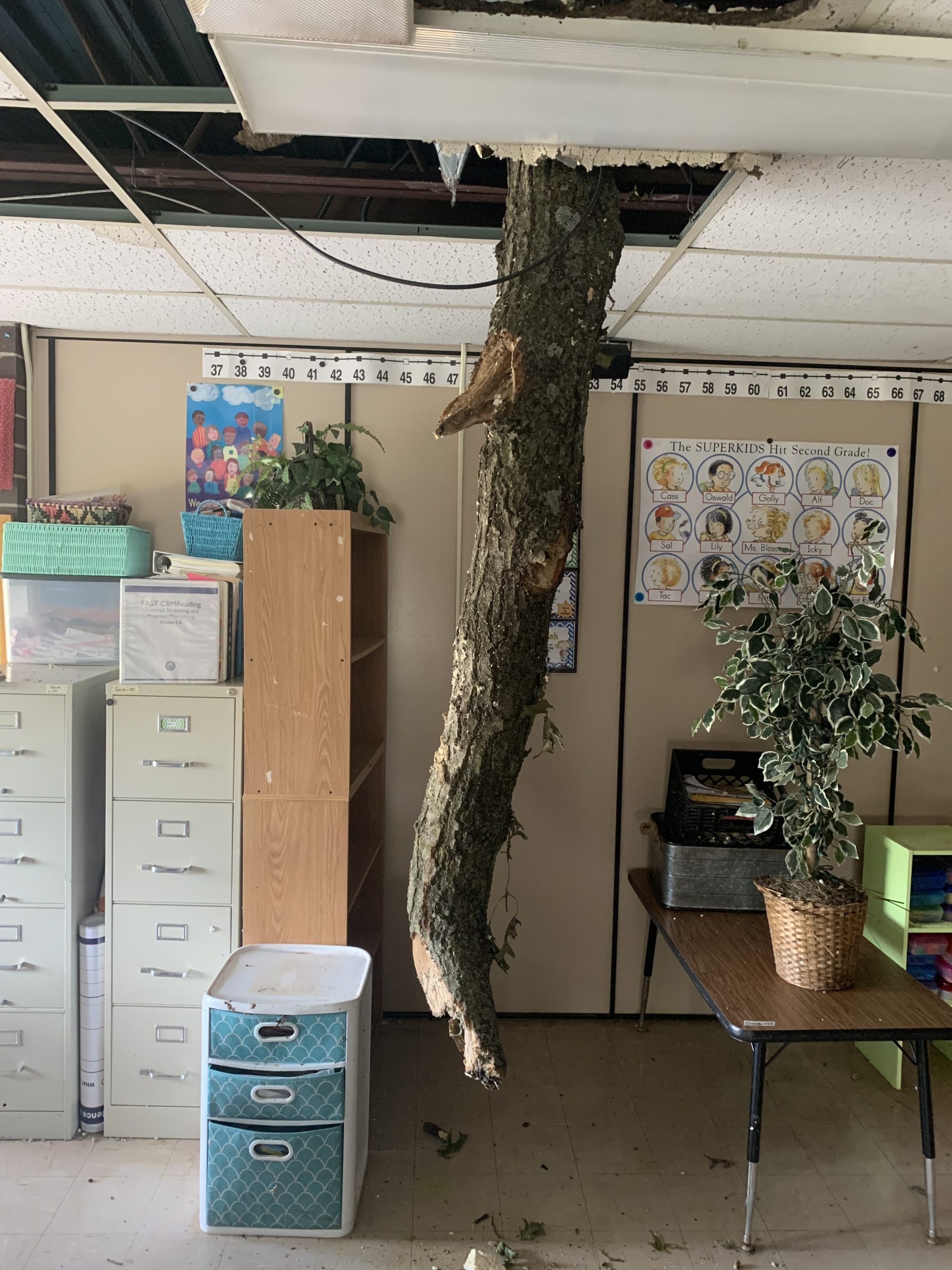 A large branch hangs from the ceiling of an elementary school classroom.Pierce Elementary